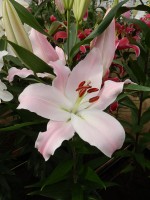 [4275 Oder Mak No102.JPG]